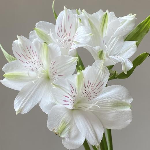 六出花 | 白色 商品图0