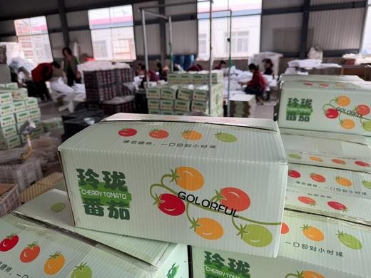 【釜山88玲珑小番茄】果皮薄脆，果肉细腻紧实，每一口都甜到心坎里 果味浓郁 一口爆汁 小番茄界的天花板 商品图6