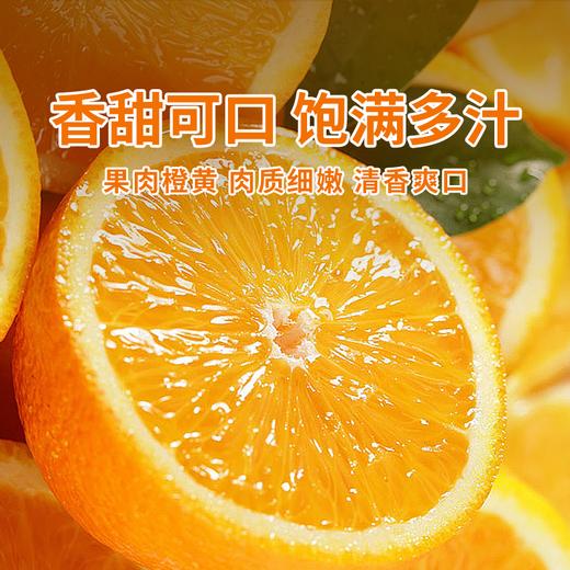 【凤冠蜜橙】当季现摘新鲜橙子 高甜多汁 果肉细嫩化渣 大果净重约9斤 到手21~25个左右~ 商品图0