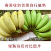 【产地直发】云南威尼斯香蕉 5斤装 商品缩略图3