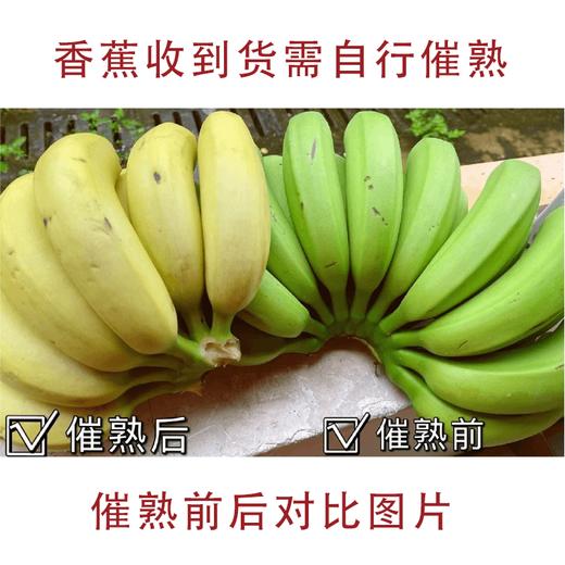 【产地直发】云南威尼斯香蕉 5斤装 商品图3