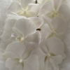 蝴蝶兰 | 白富美（可能有轻微瑕疵不售后，介意慎拍） 商品缩略图1