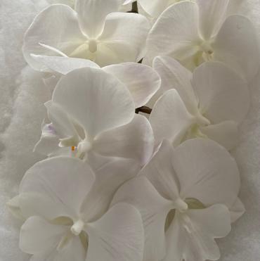 蝴蝶兰 | 白富美（可能有轻微瑕疵不售后，介意慎拍） 商品图1