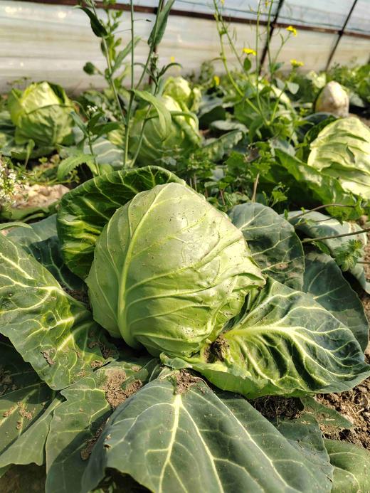 青甘蓝 商品图0