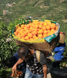 秭归伦晚帝王橙来啦，香甜多汁，连央视都赞不绝口的橙子，花果同期，历时13个月的美味橙！
