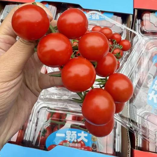 周三取货：【一颗大樱桃番茄】 一盒8两左右，香甜！爆汁！番茄味浓郁！ 商品图1