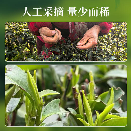 【2026明前新茶】金苔香恩施玉露 芽茶初玉雪芽48g尝鲜装 商品图3