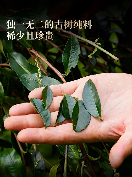 4月9日中午12点【积分兑换价：280元+2000积分】【绿水塘单株】2026年春茶预售临沧茶区普洱生茶小众山头天花板500克/箱，拍5发6 商品图5