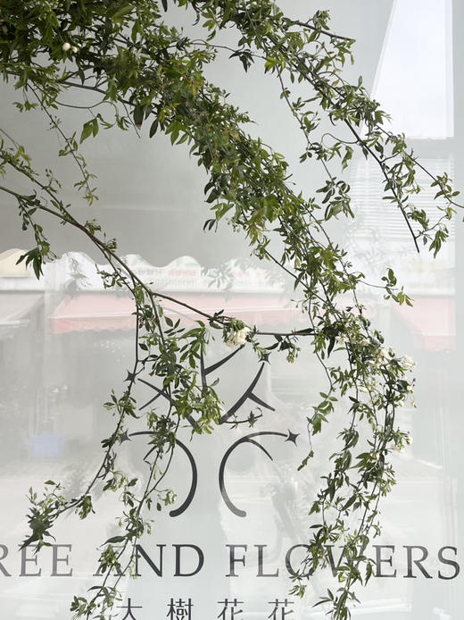 国产花材-【木香】白色 商品图2