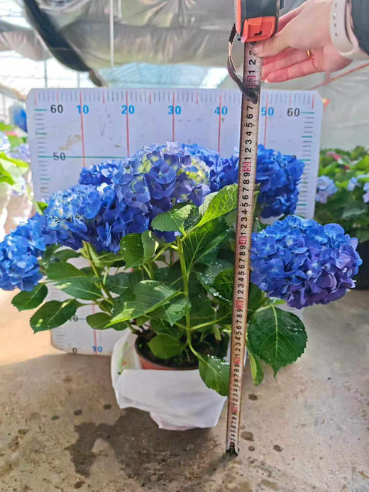 【2026.4.9绿植现货】180 #吉普蓝绣球60（现货，下单即可到店自提） 商品图7