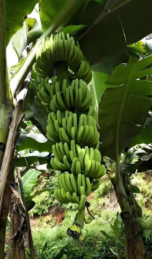 小梅的零食·菲律宾香蕉片 商品图2