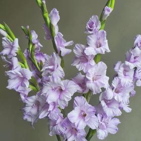 剑兰 | 剑兰香芋紫