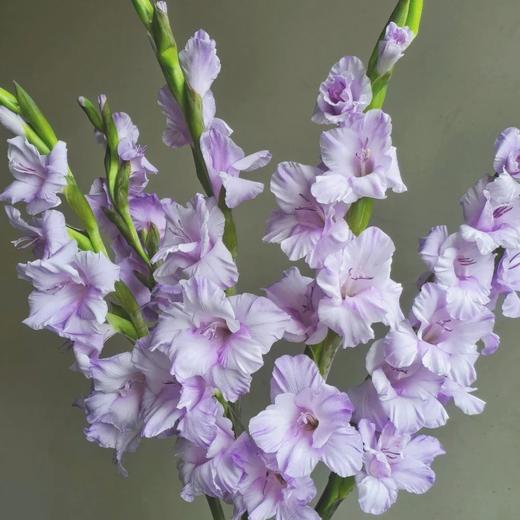 剑兰 | 剑兰香芋紫 商品图0