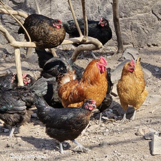 双黄蛋（10枚） 商品图2