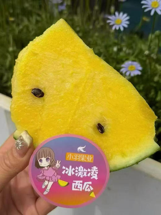 黄西瓜无限回购✅
布丁小兰果肉如同冰激淋一般的口感，吃上一口就爱上，皮薄到可以吃，水份充沛，弹指就裂开，超甜超嫩～～4只/箱 商品图12