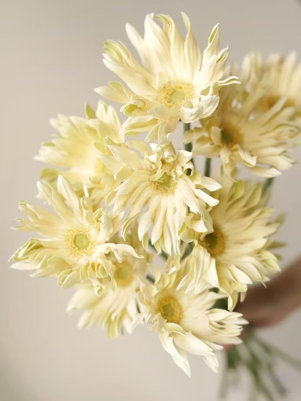 拉丝非洲菊10枝