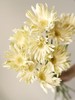 拉丝非洲菊10枝 商品缩略图0