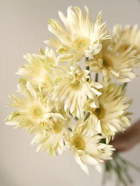 拉丝非洲菊10枝