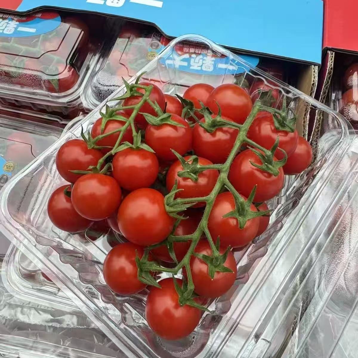周三取货：【一颗大樱桃番茄】 一盒8两左右，香甜！爆汁！番茄味浓郁！