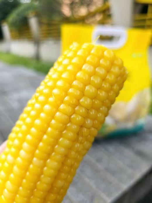 北极糯·有机糯玉米段 商品图4