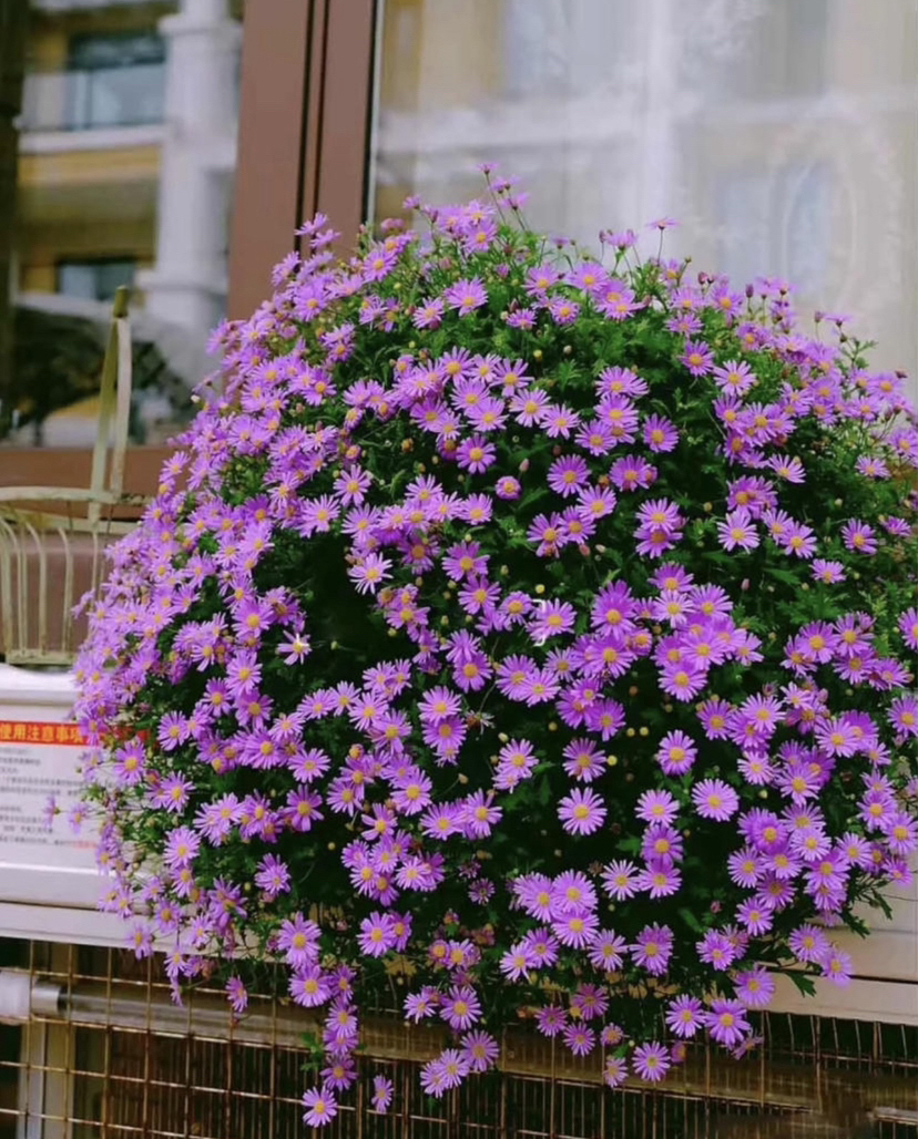 【2026.4.9绿植现货】150 #姬小菊15（现货，下单即可到店自提）