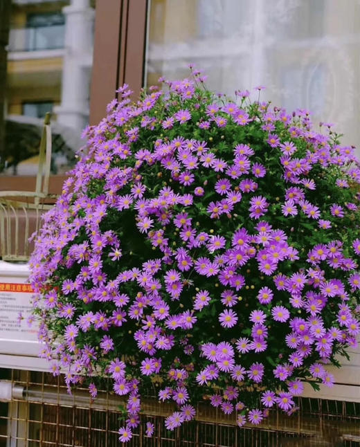 【2026.4.9绿植现货】150 #姬小菊15（现货，下单即可到店自提） 商品图0