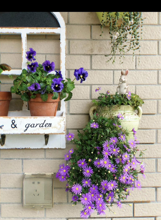 【2026.4.9绿植现货】150 #姬小菊15（现货，下单即可到店自提） 商品图4