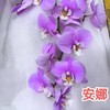 兰花 | 蝴蝶兰安娜（可能有轻微瑕疵不售后，介意慎拍） 商品缩略图1