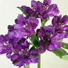 六出花 | 紫色 商品缩略图0