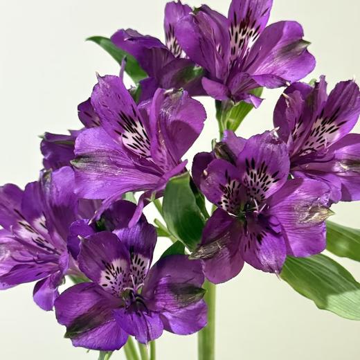 六出花 | 紫色 商品图0