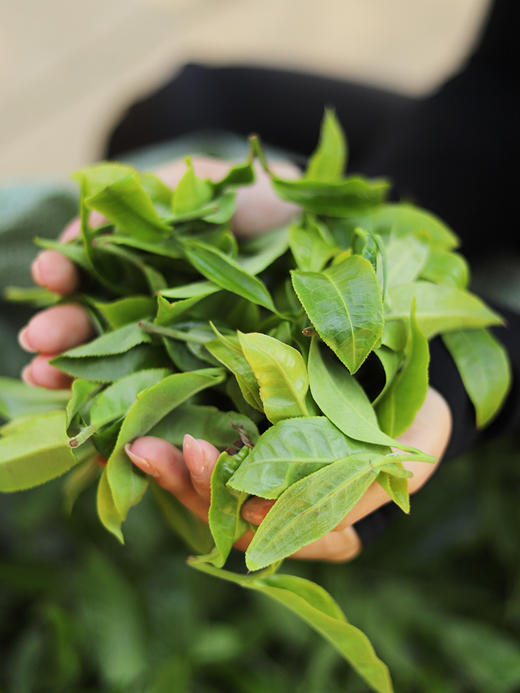 4月9日中午12点【积分兑换价：280元+2000积分】【绿水塘单株】2026年春茶预售临沧茶区普洱生茶小众山头天花板500克/箱，拍5发6 商品图6