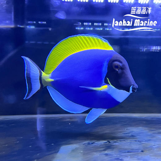 粉蓝吊 商品图1