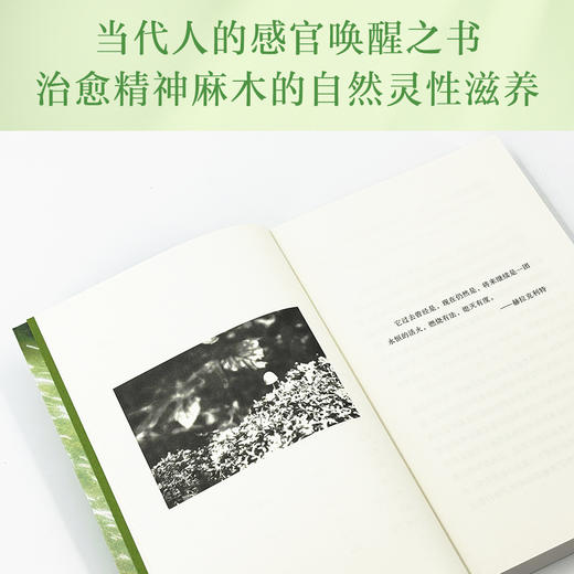 溪畔一年 一部重新定义自然书写的经典，一场穿越四季的朝圣 商品图2