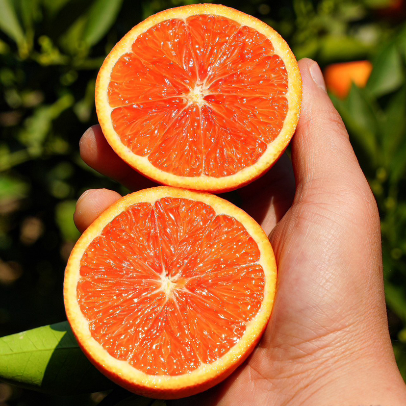 中华红血橙，清甜多汁，5斤装10-15个，发京东陆运