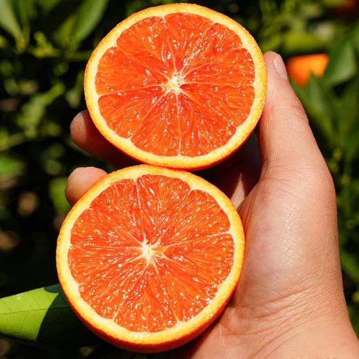 中华红血橙，清甜多汁，5斤装10-15个，发京东陆运 商品图0