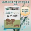 高效养高产母猪 商品缩略图0