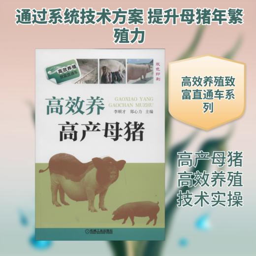 高效养高产母猪 商品图0