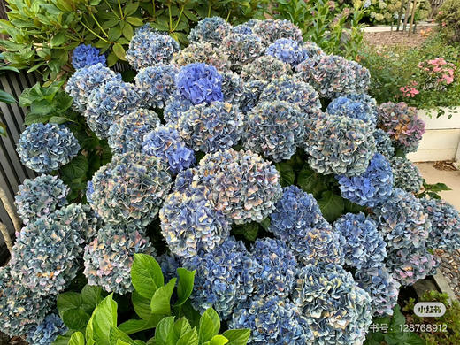【2026.4.9绿植现货】180 #吉普蓝绣球60（现货，下单即可到店自提） 商品图5