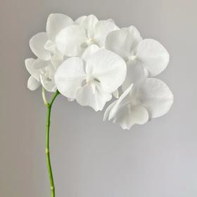 兰花 | 蝴蝶兰白天鹅（可能有轻微瑕疵不售后，介意慎拍）