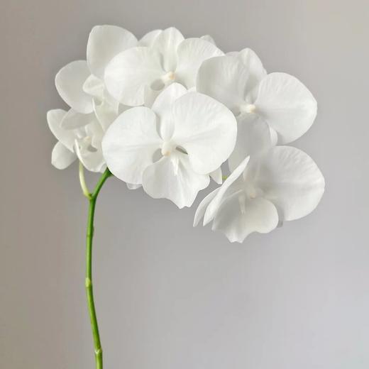 兰花 | 蝴蝶兰白天鹅（可能有轻微瑕疵不售后，介意慎拍） 商品图0
