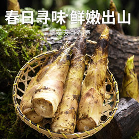 【临安天目山春笋】头茬现挖 原产地直发 脆甜多汁怎么做都好吃~