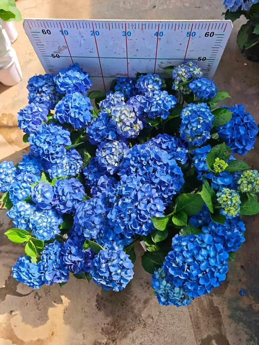 【2026.4.9绿植现货】180 #吉普蓝绣球60（现货，下单即可到店自提） 商品图13