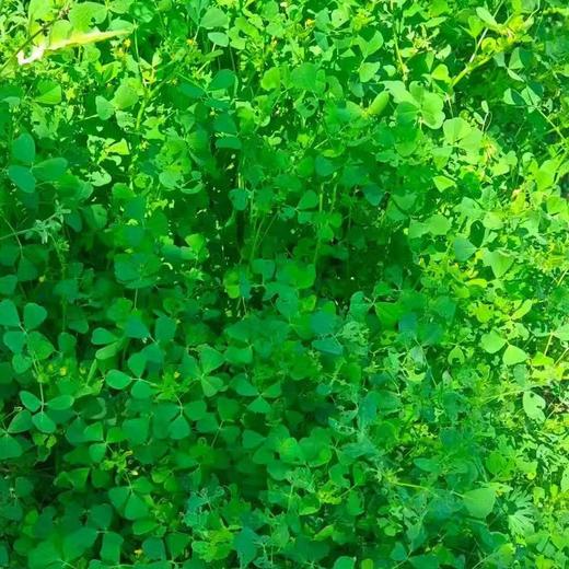 金花菜蘑菇鲜肉馄饨（15个装）4月9号到 商品图3