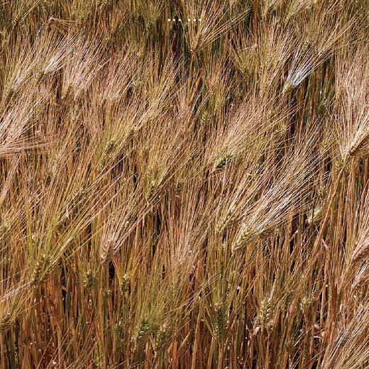 自营-阳光血麦面 商品图2