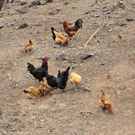 双黄蛋（10枚） 商品图3