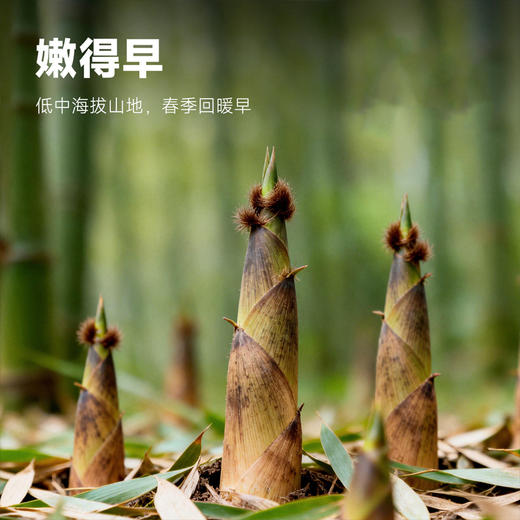 【临安天目山春笋】头茬现挖 原产地直发 脆甜多汁怎么做都好吃~ 商品图1