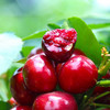 【顺丰】美早樱桃（果肉厚实，浓郁多汁） 2斤装  下单后48小时发货 商品缩略图2