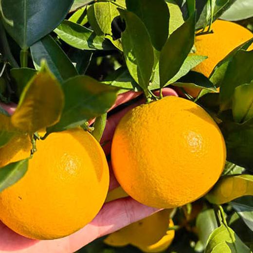 【凤冠蜜橙】当季现摘新鲜橙子 高甜多汁 果肉细嫩化渣 大果净重约9斤 到手21~25个左右~ 商品图4