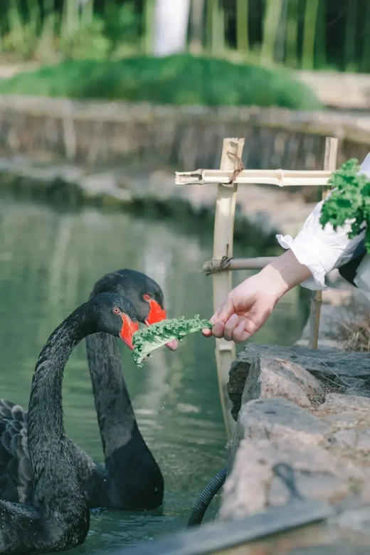 【乌镇乌村｜稻舍酒店】春促套餐 · 订金链接！有效期至2026年9月30日，暑期不涨价~~ 商品图5