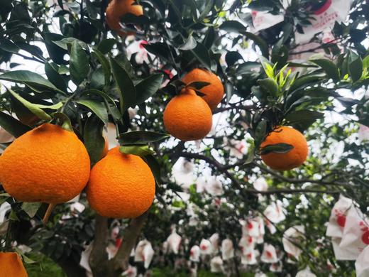 合作产品/生态不知火丑橘（口感偏酸，橘子果蒂有轻微干水，不影响口感与食用，不以此为售后，介意慎拍哦） 商品图2